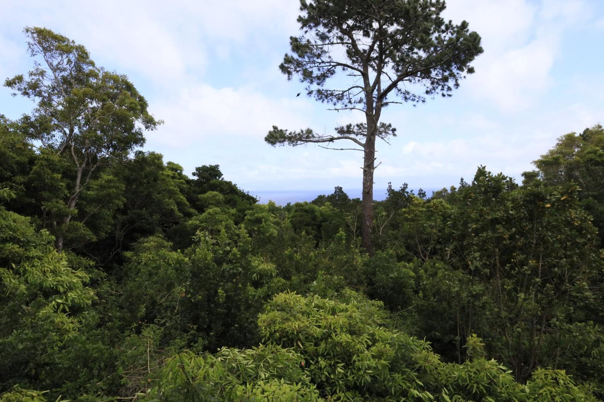 Casas Do Caminho Novo São Roque do Pico المظهر الخارجي الصورة